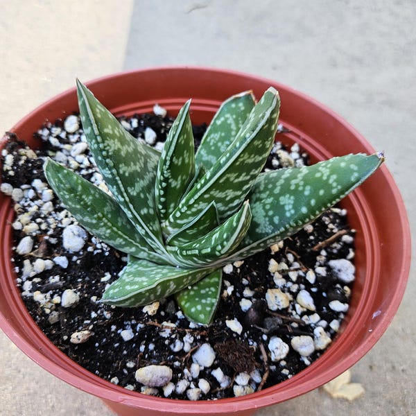 6" Gasteria - Blooming Succulent