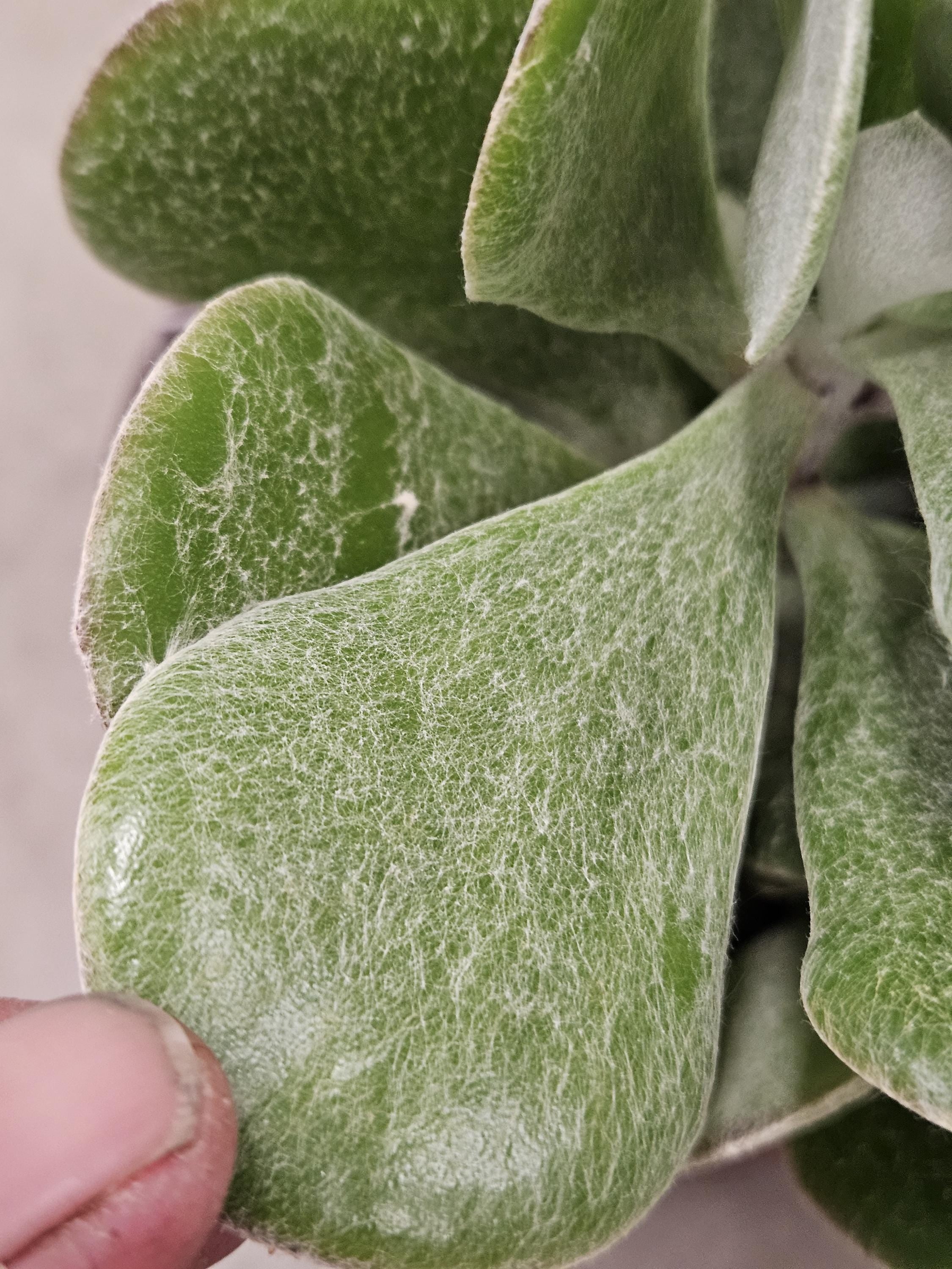 6" Senecio Medley-woodii - Fuzzy Succulent
