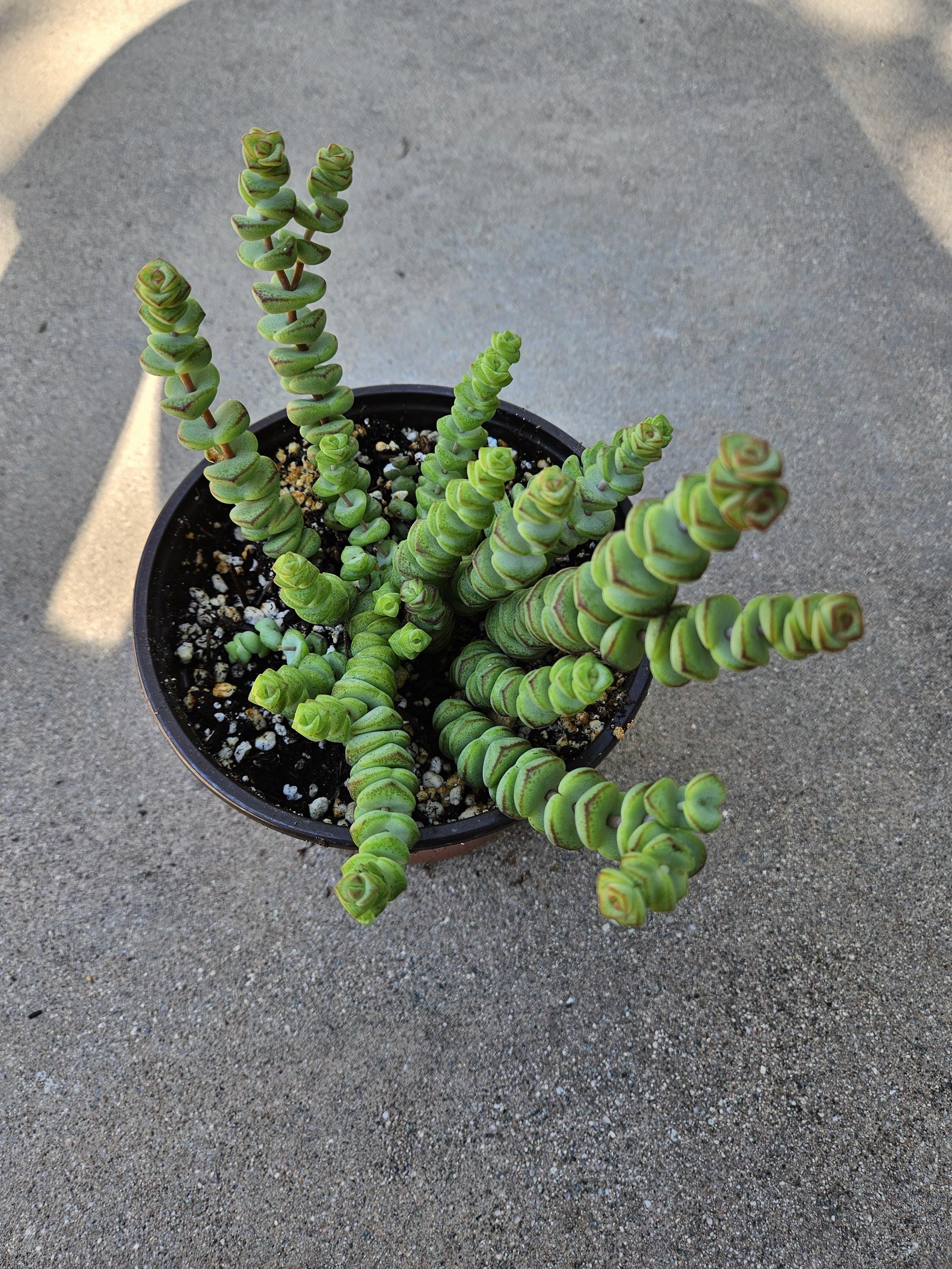 6" Crassula - Baby's Necklace