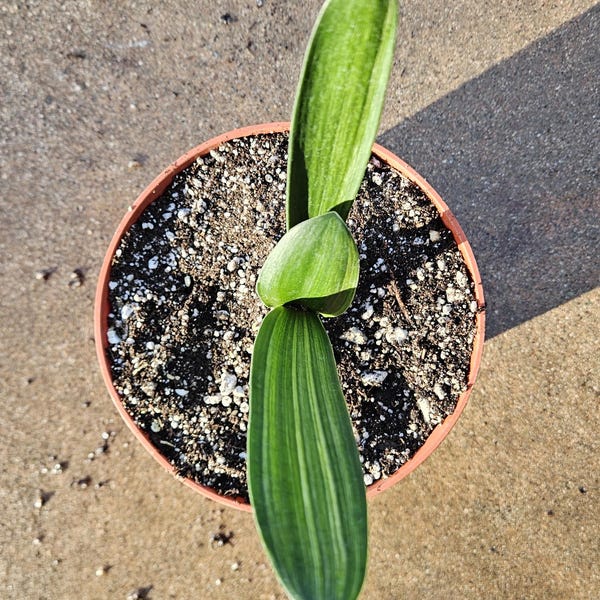 6" Clivia miniata - Variegated - Bush Lily - Orange Flowers