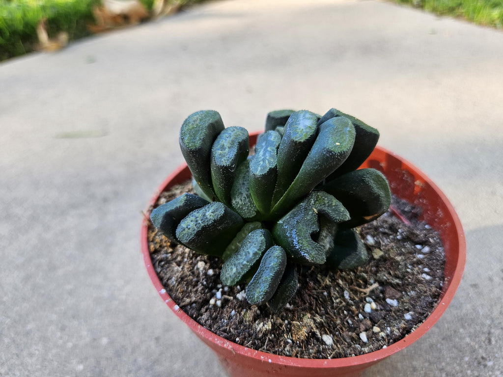Haworthia Truncata - Horseteeth Haworthia - Rare Succulent - Low Light