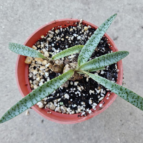 4" Silver Squill (Dwarf Size) - Ledebouria socialis 'Miner'