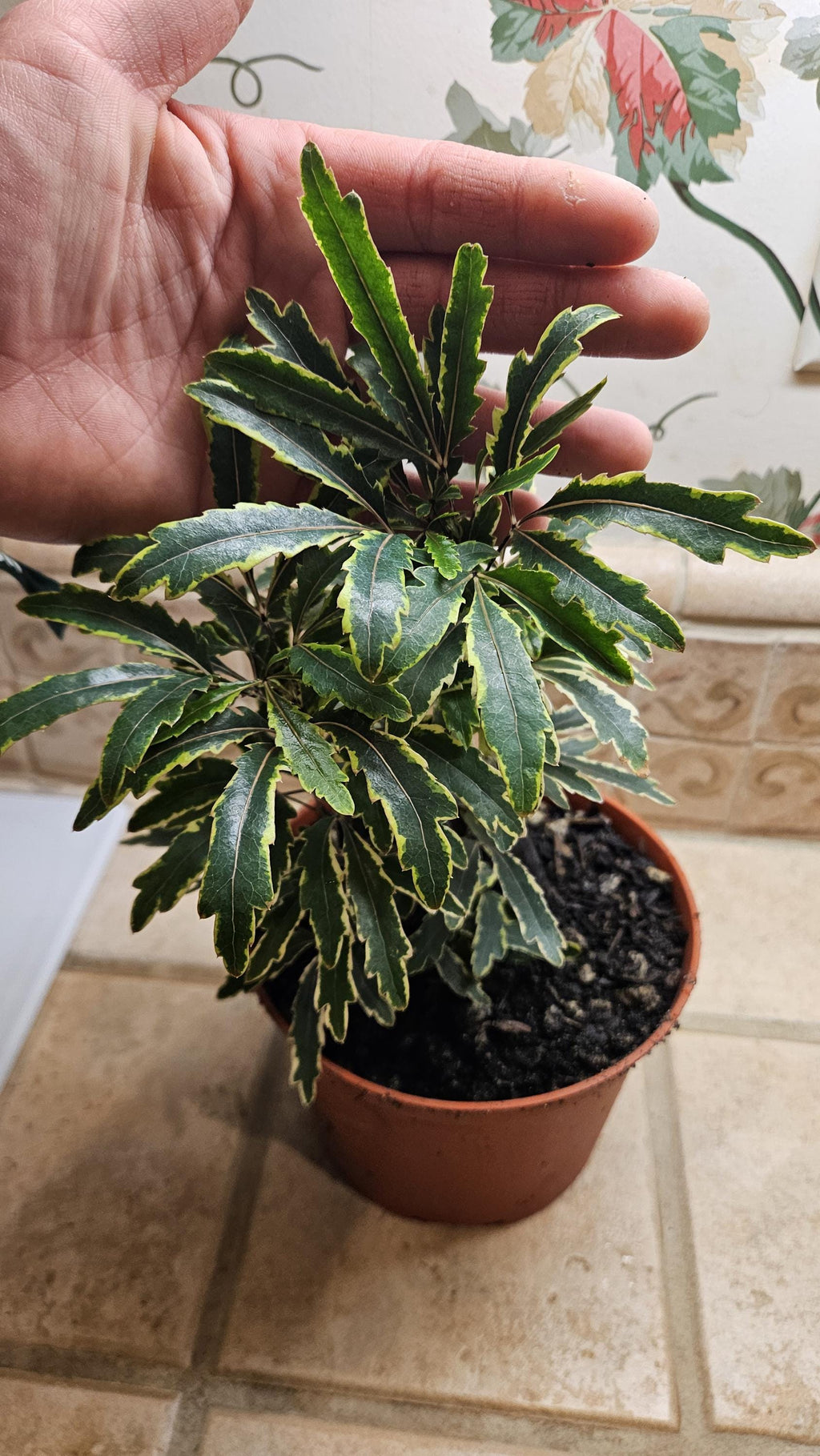 6" Spider Aralia Houseplant - Plerandra Elegantissima - False Aralia