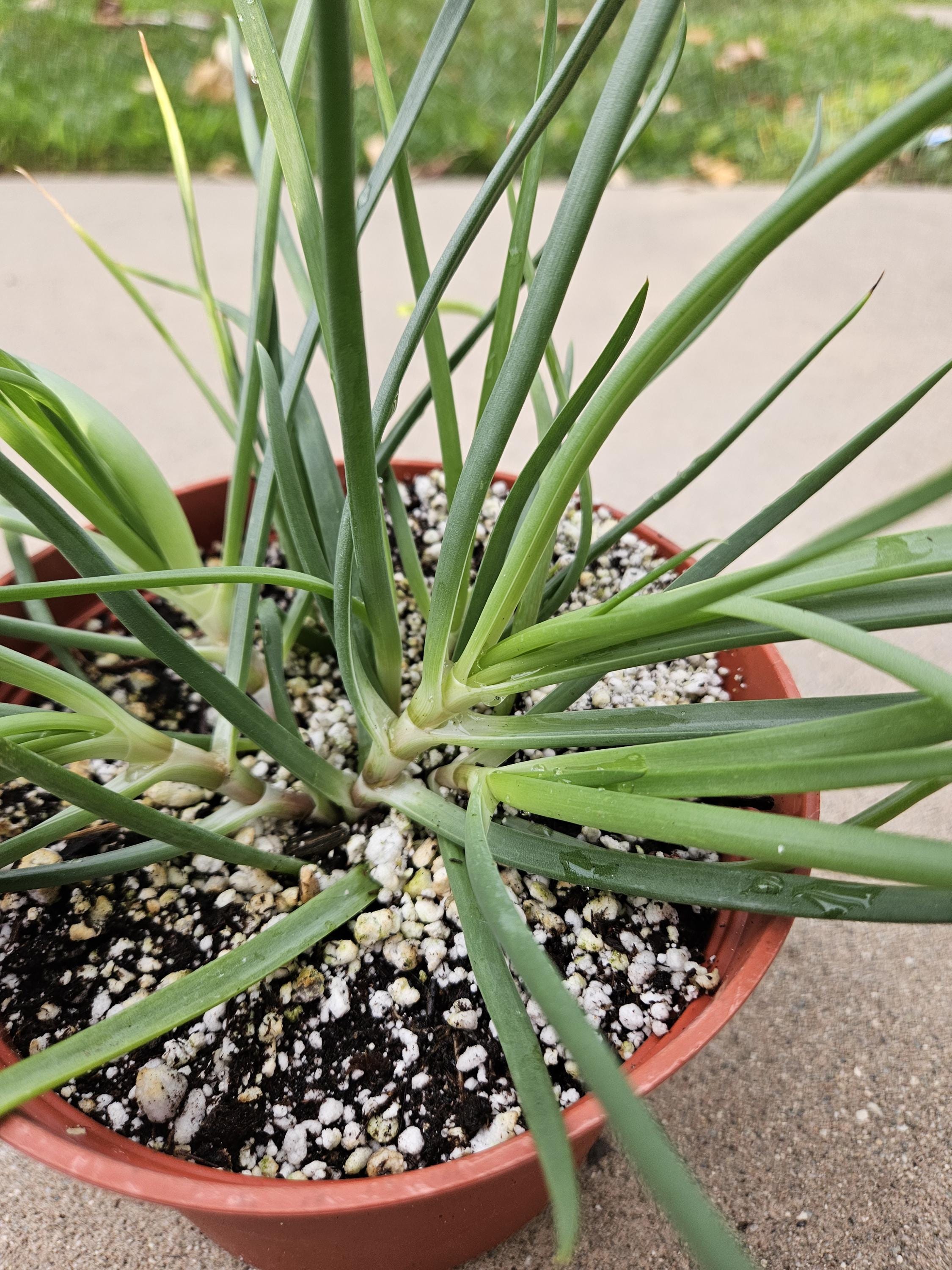 6" Bulbine Frutescens - Grassy Aloe - Rare
