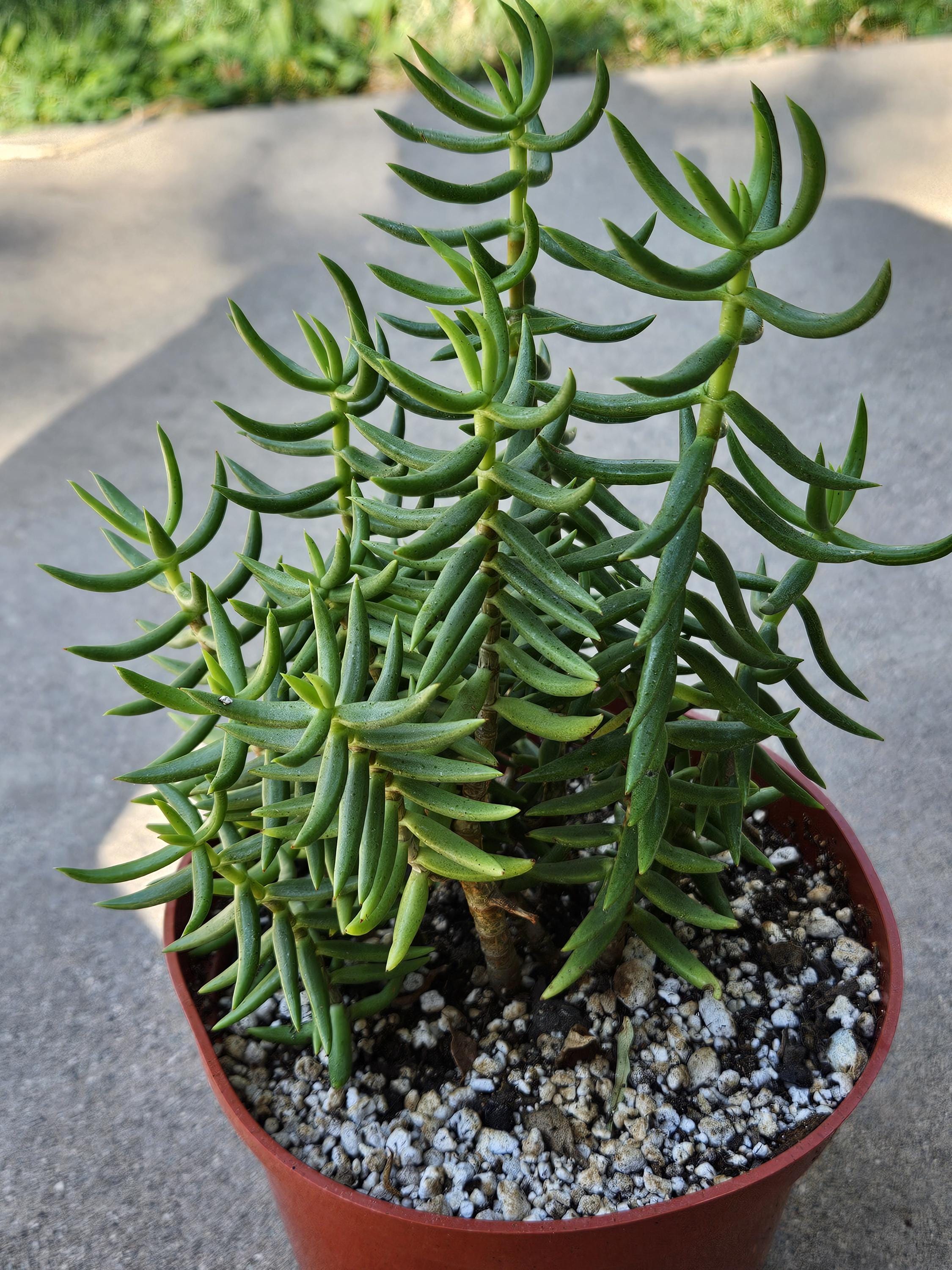 6" Crassula Tetragona - Pine Tree Jade Succulent
