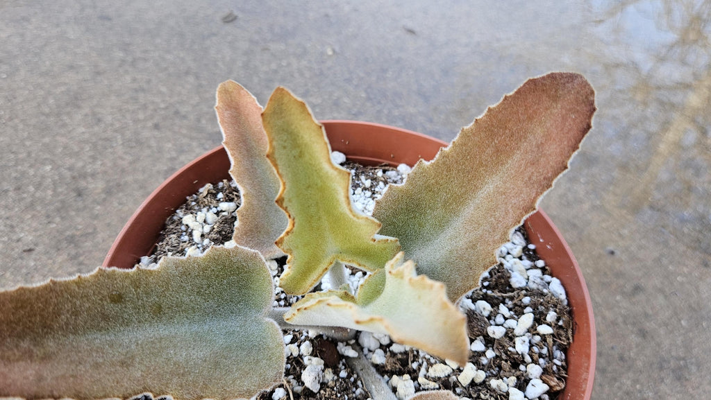 6" Kalanchoe Beharensis - Soft Fuzzy Succulent