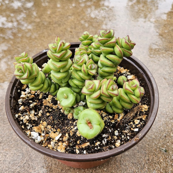 6" Crassula Marnieriana - String of Buttons
