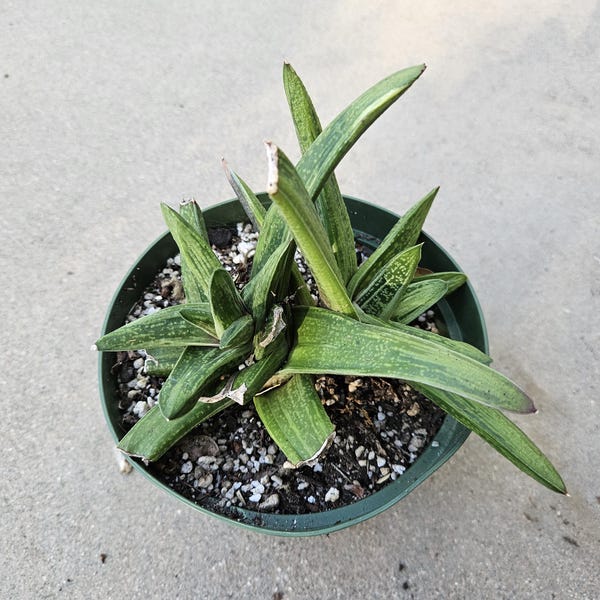 6" Gasteria 'Little Warty' - Low Light