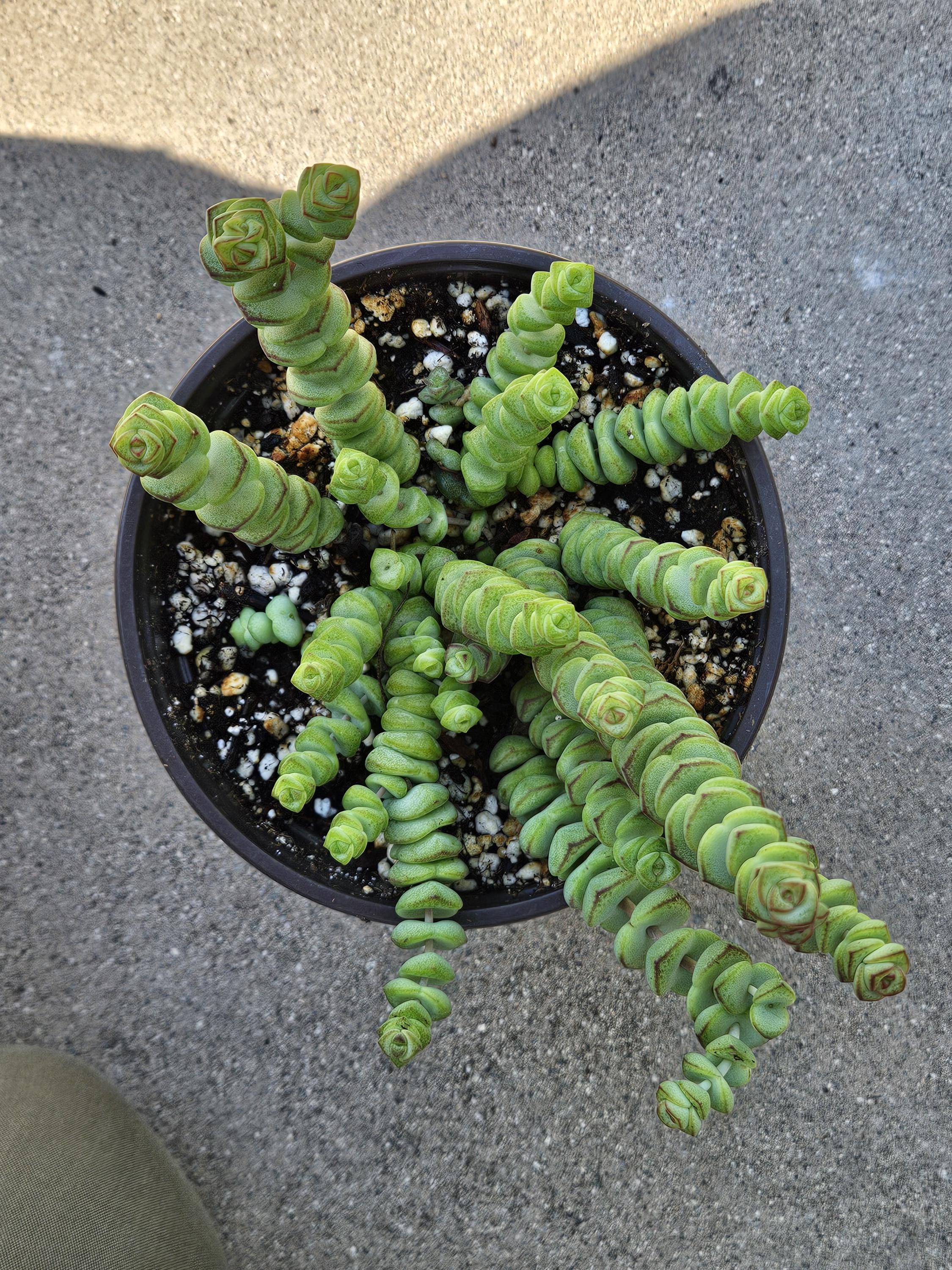 6" Crassula - Baby's Necklace