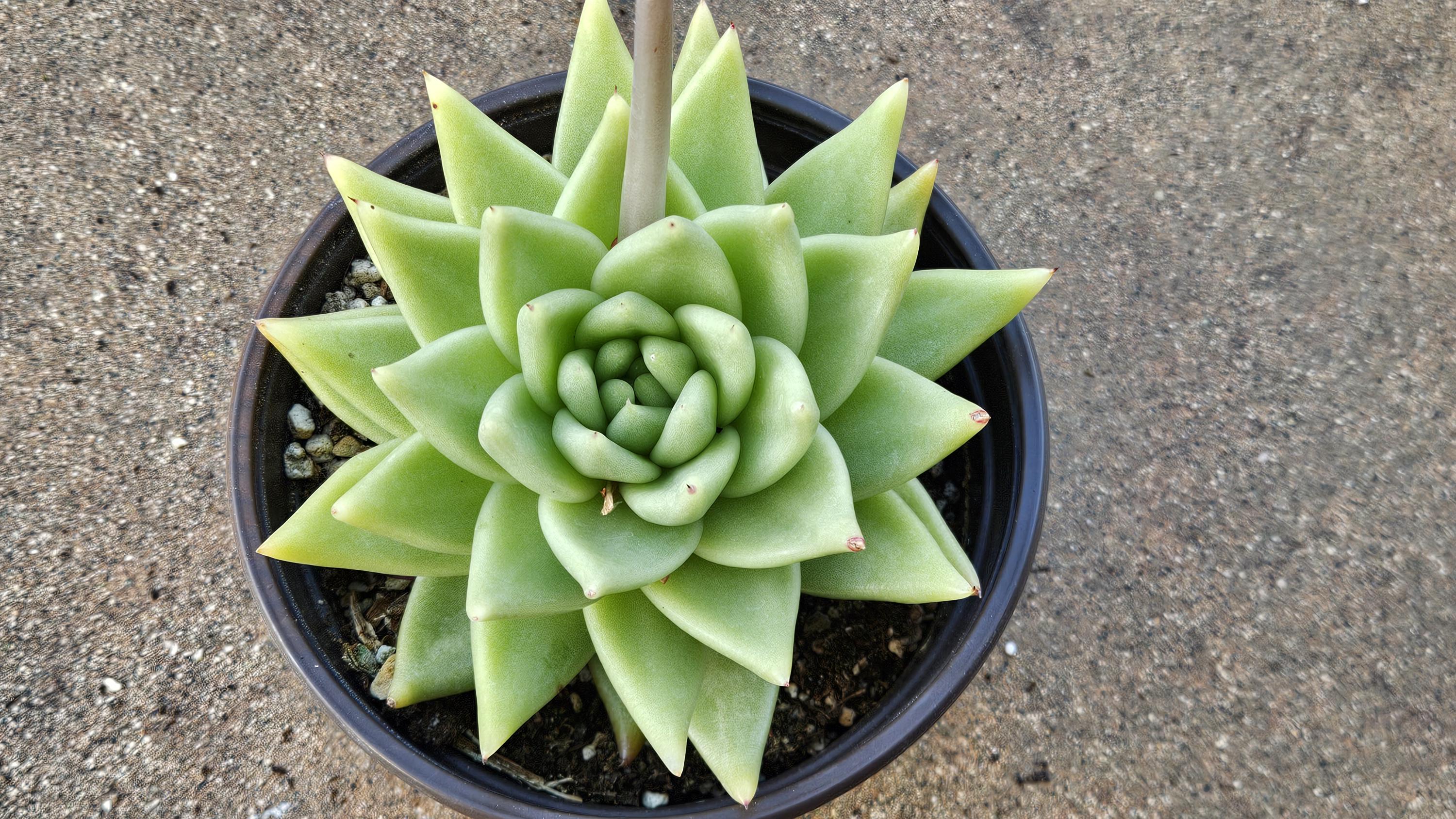 6" Echeveria Agavoides - Light Green