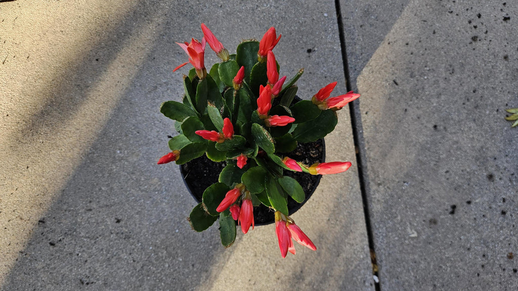 6" Easter Cactus - Red Flowers - Rhipsalidopsis gaertneri - Spring Cactus - Blooming