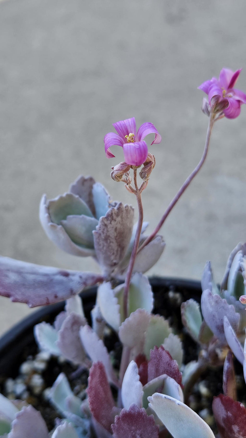 6" Kalanchoe Pumila - Flower Dust Plant - Quick Silver