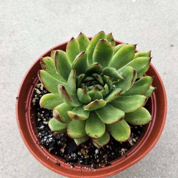6" Echeveria Pulidonis