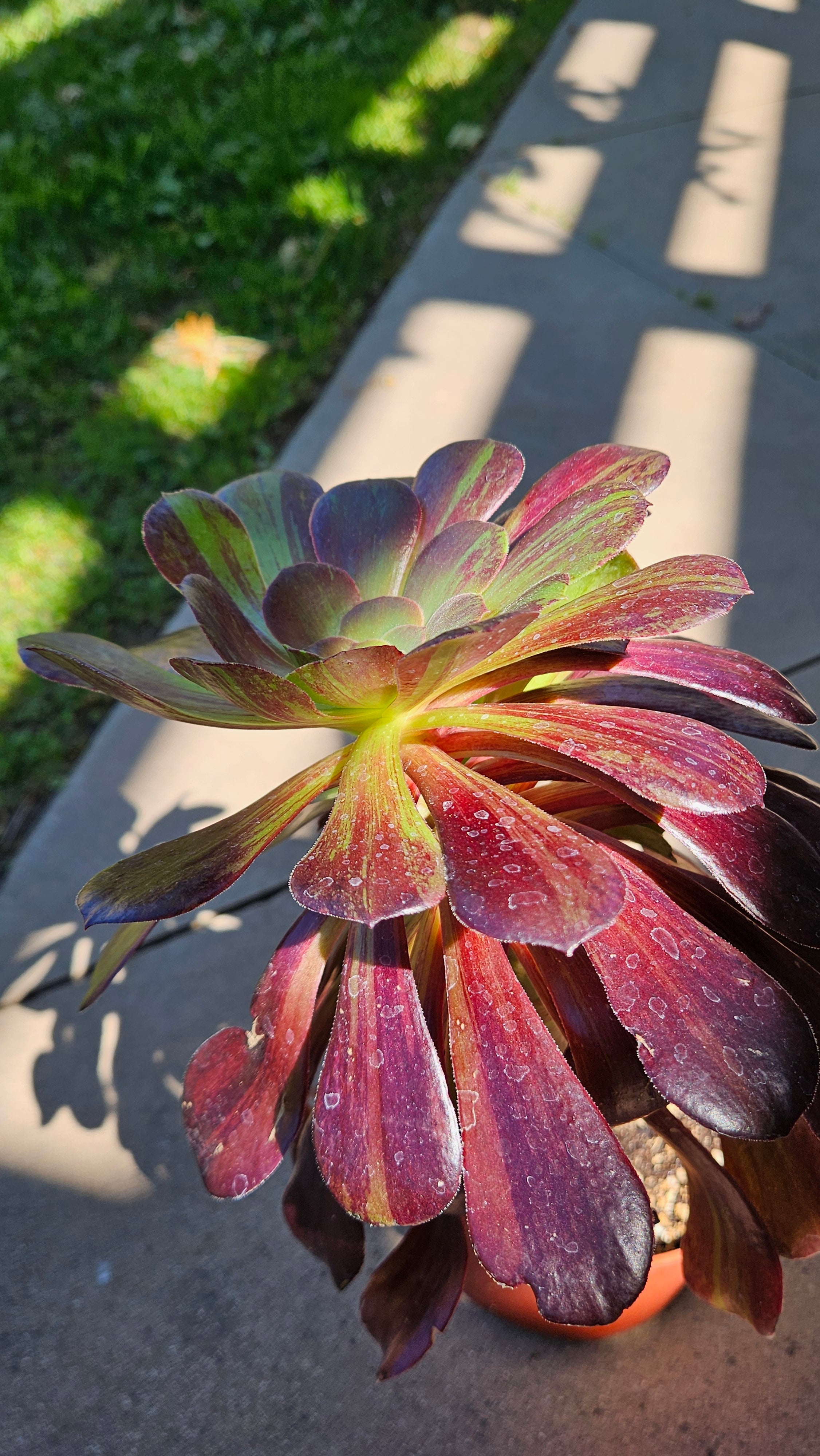 6" Aeonium 'Big Bang' - Rare Succulent - Large Size