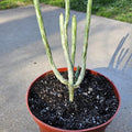 6" Euphorbia Leucodendron Variegated - Rare Succulent