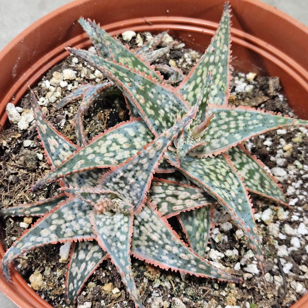 6" Aloe 'Donnie'