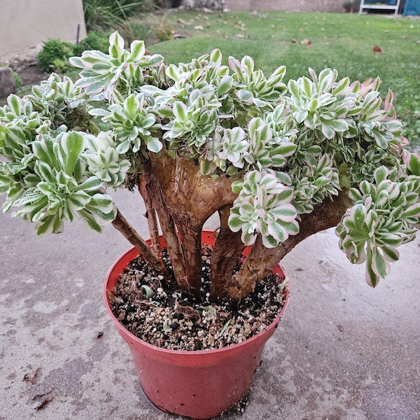 Rare Crested Pink Witch Aeonium Succulent - 8" Fasciated Plant