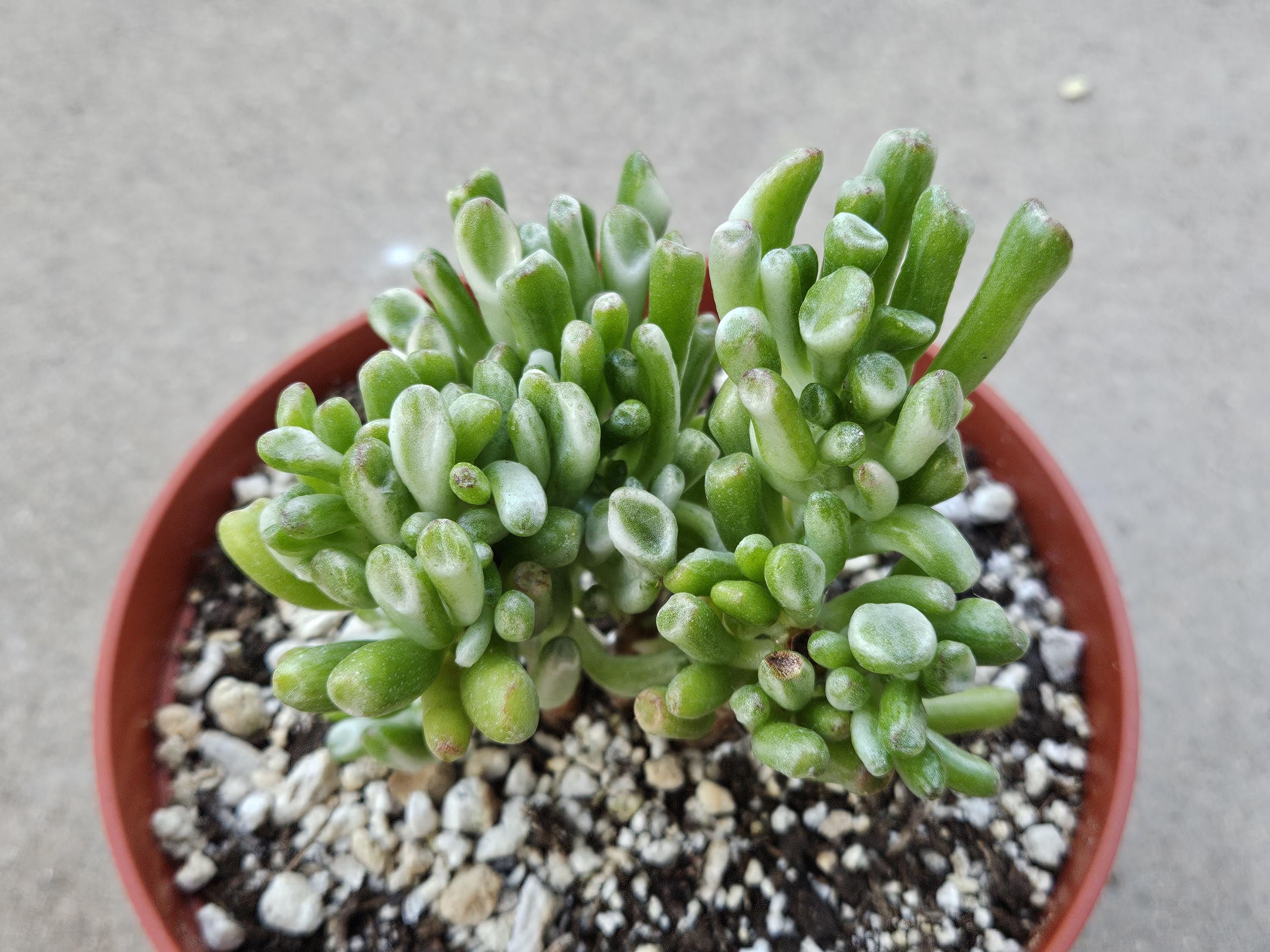 6" Variegated Gollum Jade Plant - RARE Crassula Ovata