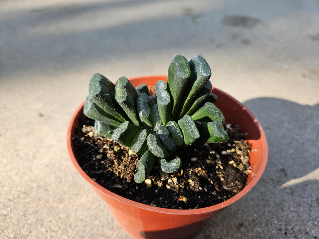 Haworthia Truncata - Horseteeth Haworthia - Rare Succulent - Low Light