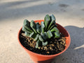 Haworthia Truncata - Horseteeth Haworthia - Rare Succulent - Low Light