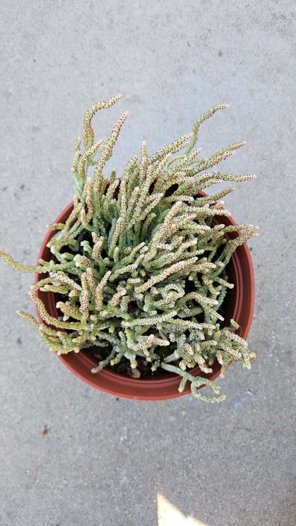 6" Variegated 'Watch Chain' Succulent