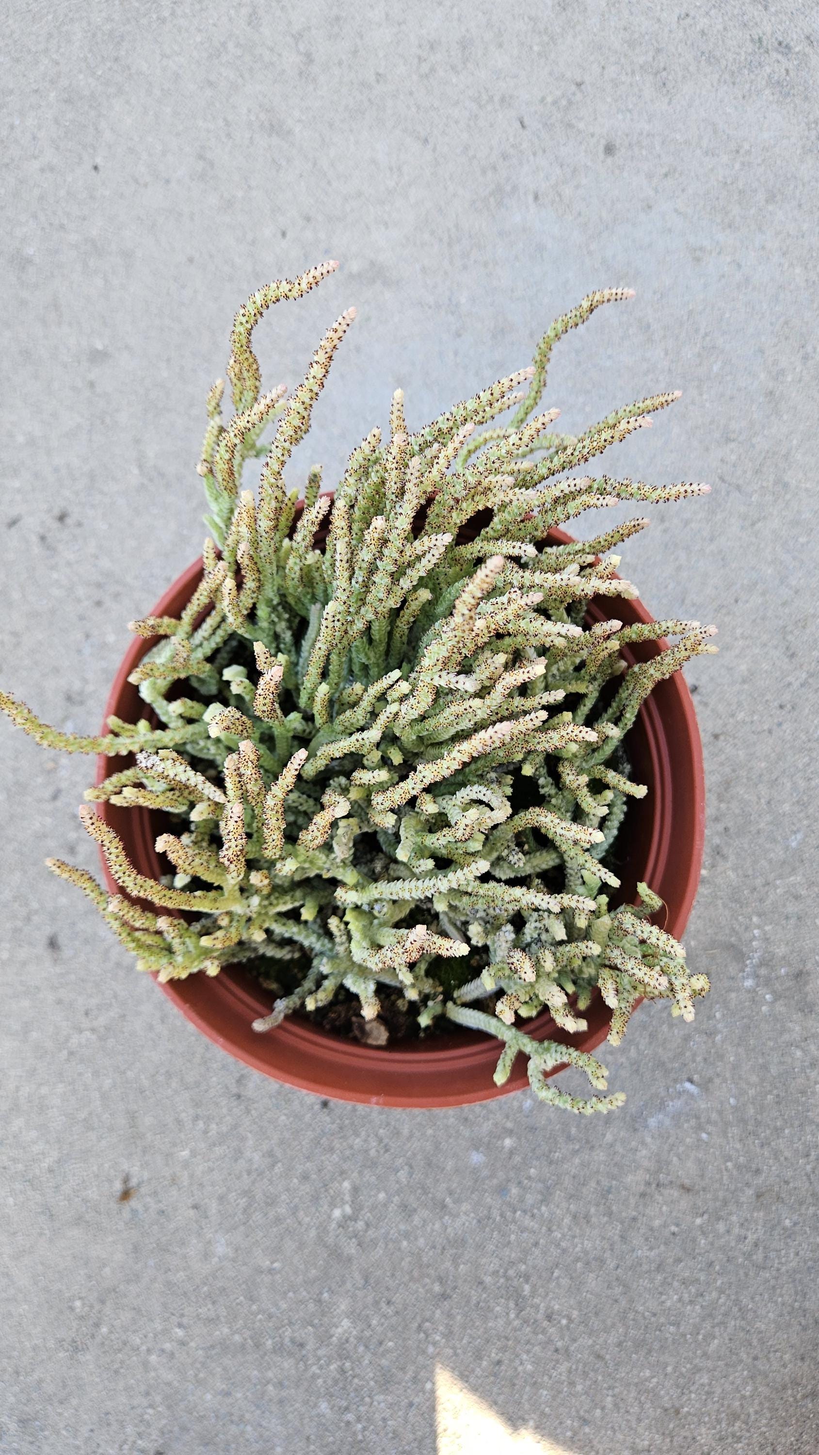 6" Variegated 'Watch Chain' Succulent