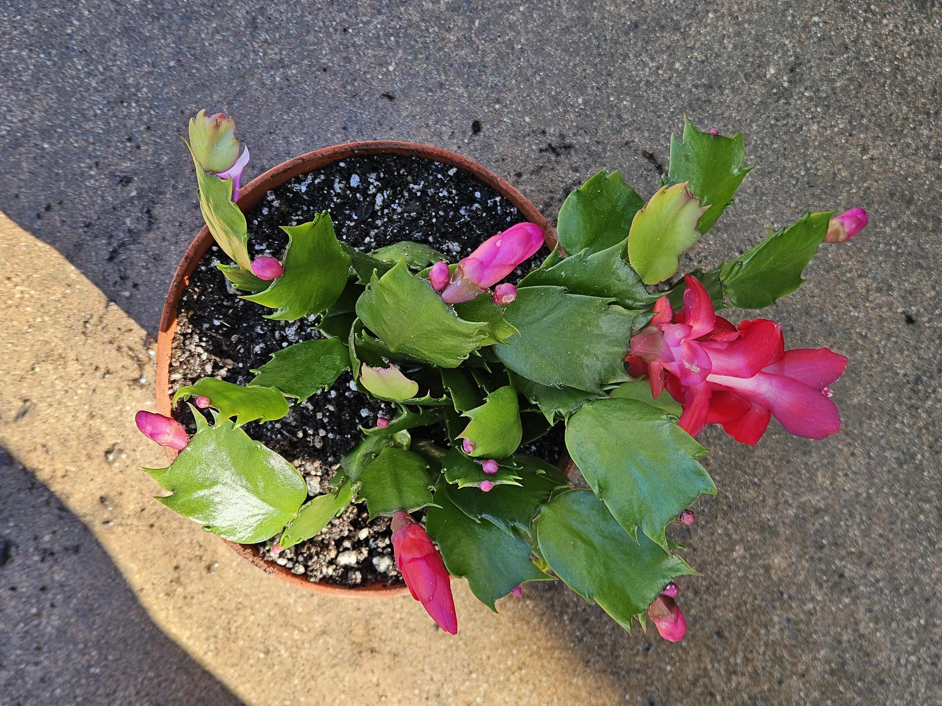 6" Christmas Cactus - Red Flowers - Zygocactus - Schlumbergera - Holiday Cactus - Blooming