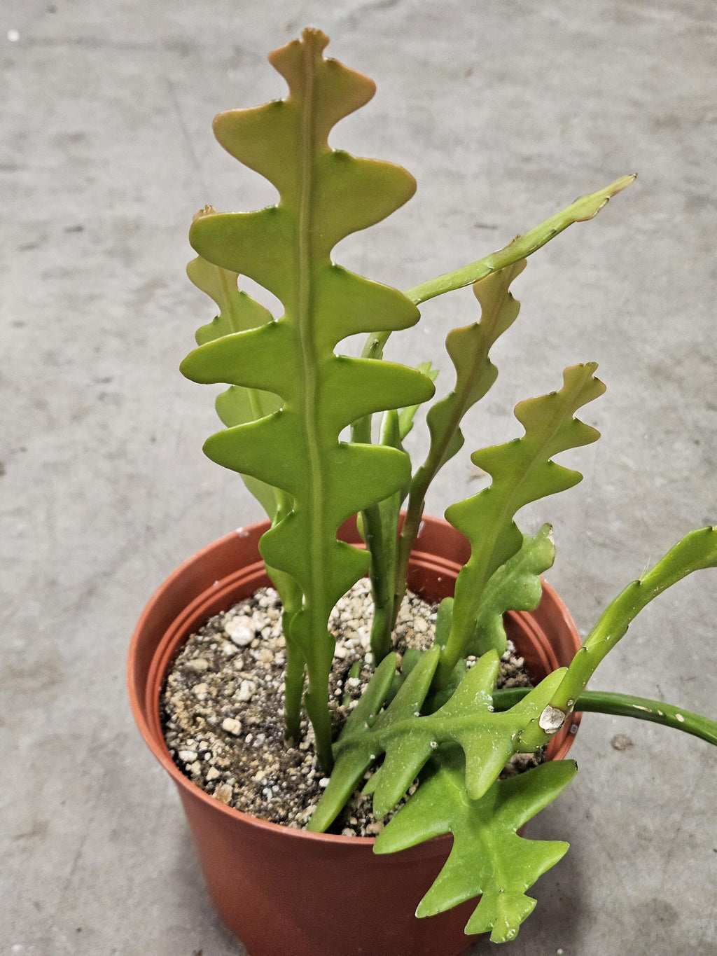 6" Fishbone Cactus