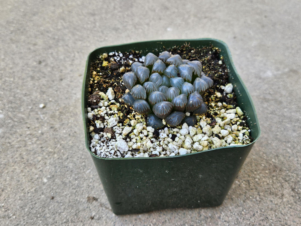 4" Haworthia Cooperi var. Obtusa - Rare Succulents