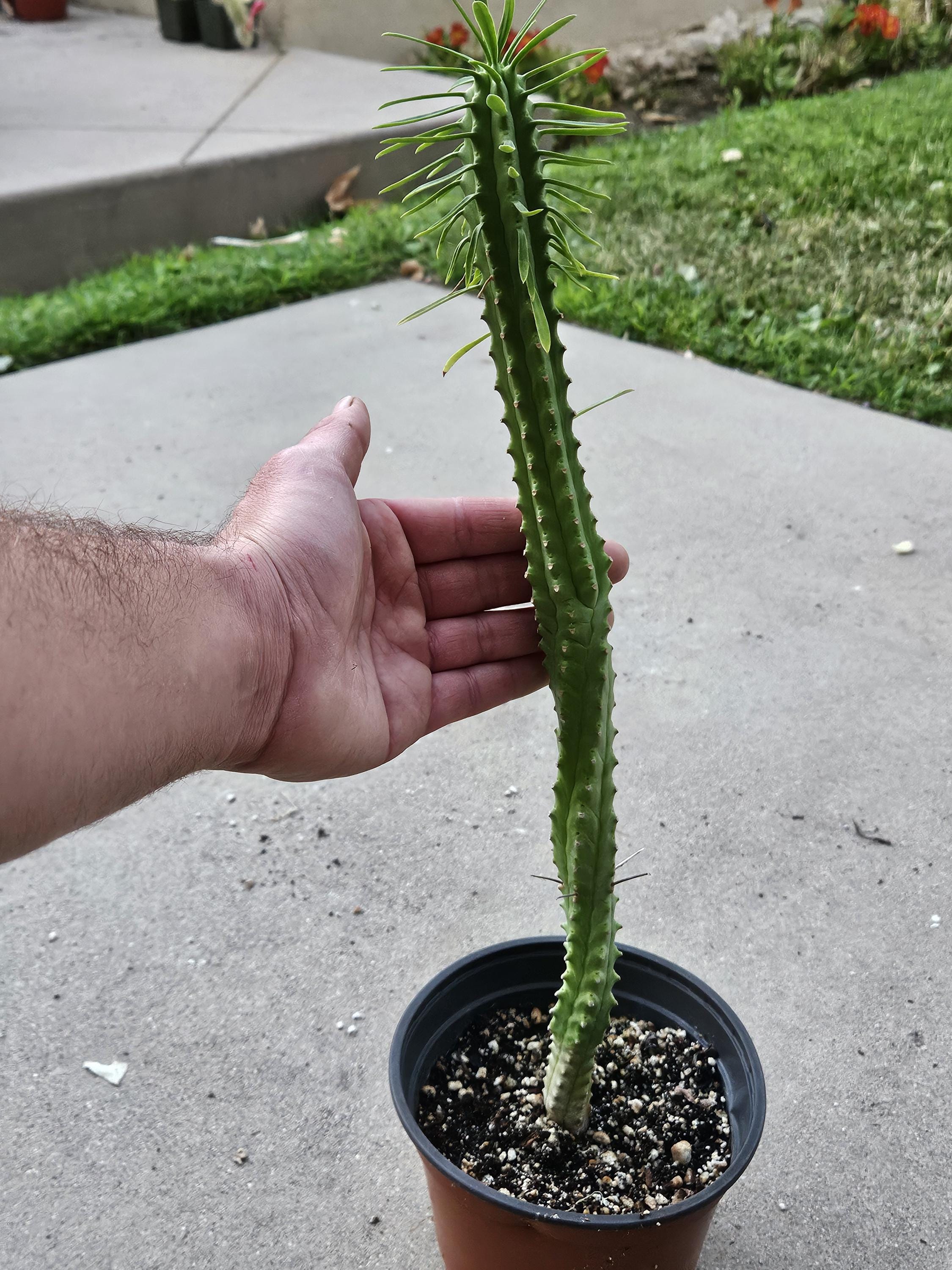 6" African Palm Tree - Euphorbia Loricata ~1.5 ft tall