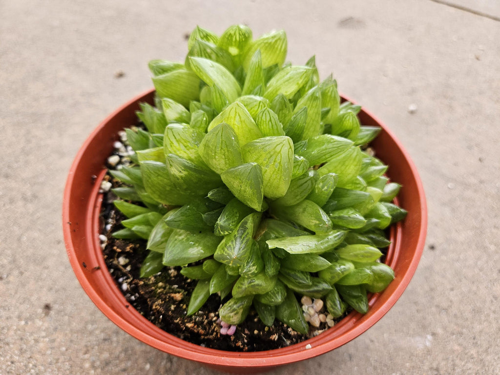 6" Haworthia Cymbiformus - Translucent Blooming Succulent