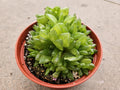 6" Haworthia Cymbiformus - Translucent Blooming Succulent