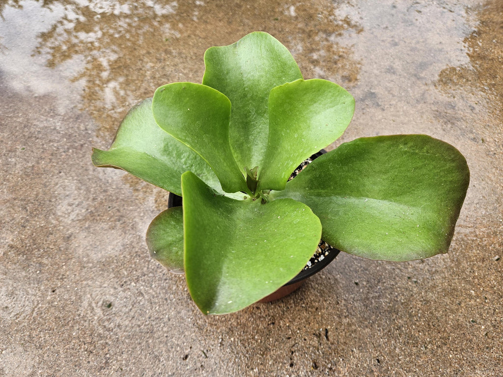 6" Flapjack Kalanchoe