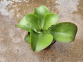 6" Flapjack Kalanchoe