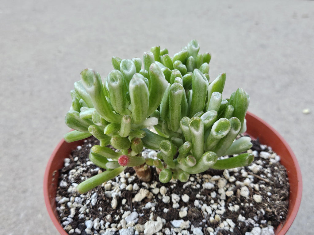 6" Variegated Gollum Jade Plant - RARE Crassula Ovata