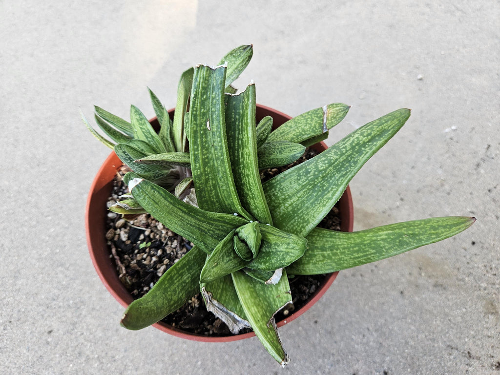 6" Gasteria 'Little Warty' - Low Light