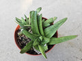 6" Gasteria 'Little Warty' - Low Light