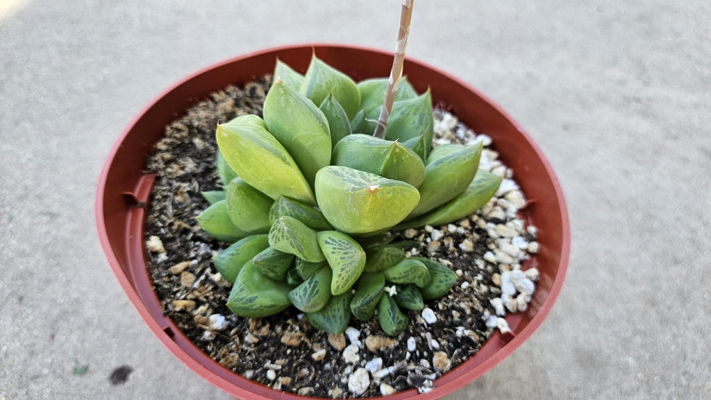 6" Haworthia Cuspidata