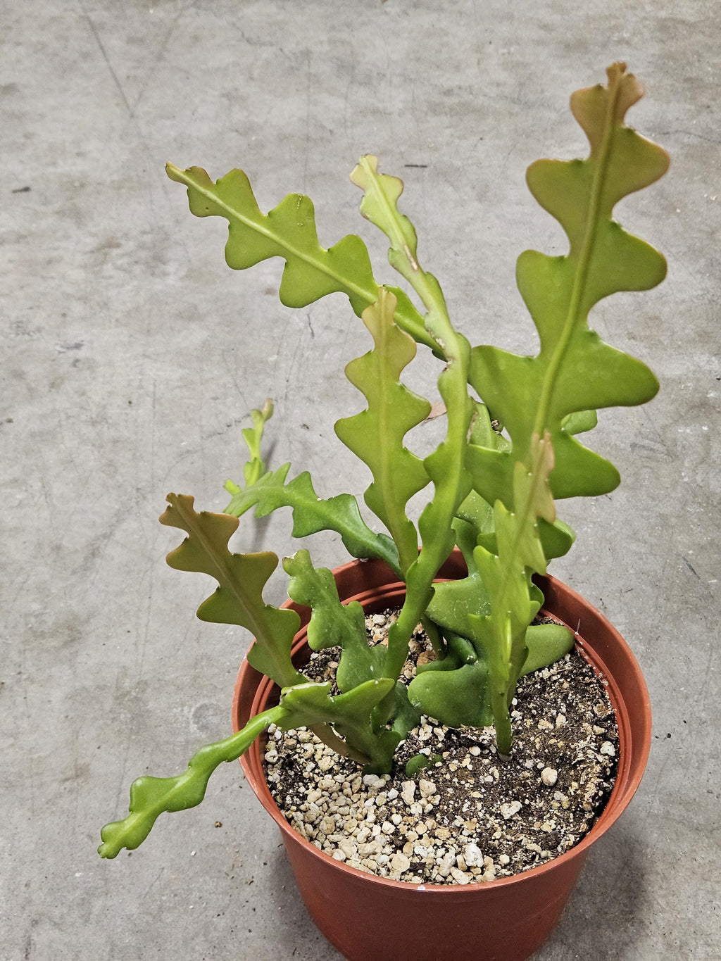 6" Fishbone Cactus