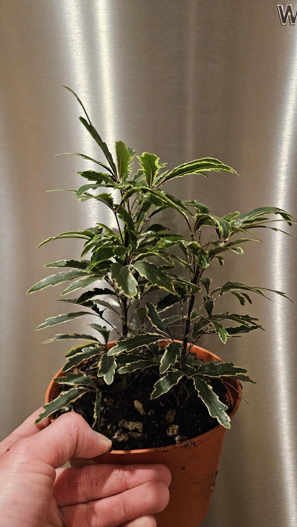 6" Spider Aralia Houseplant - Plerandra Elegantissima - False Aralia