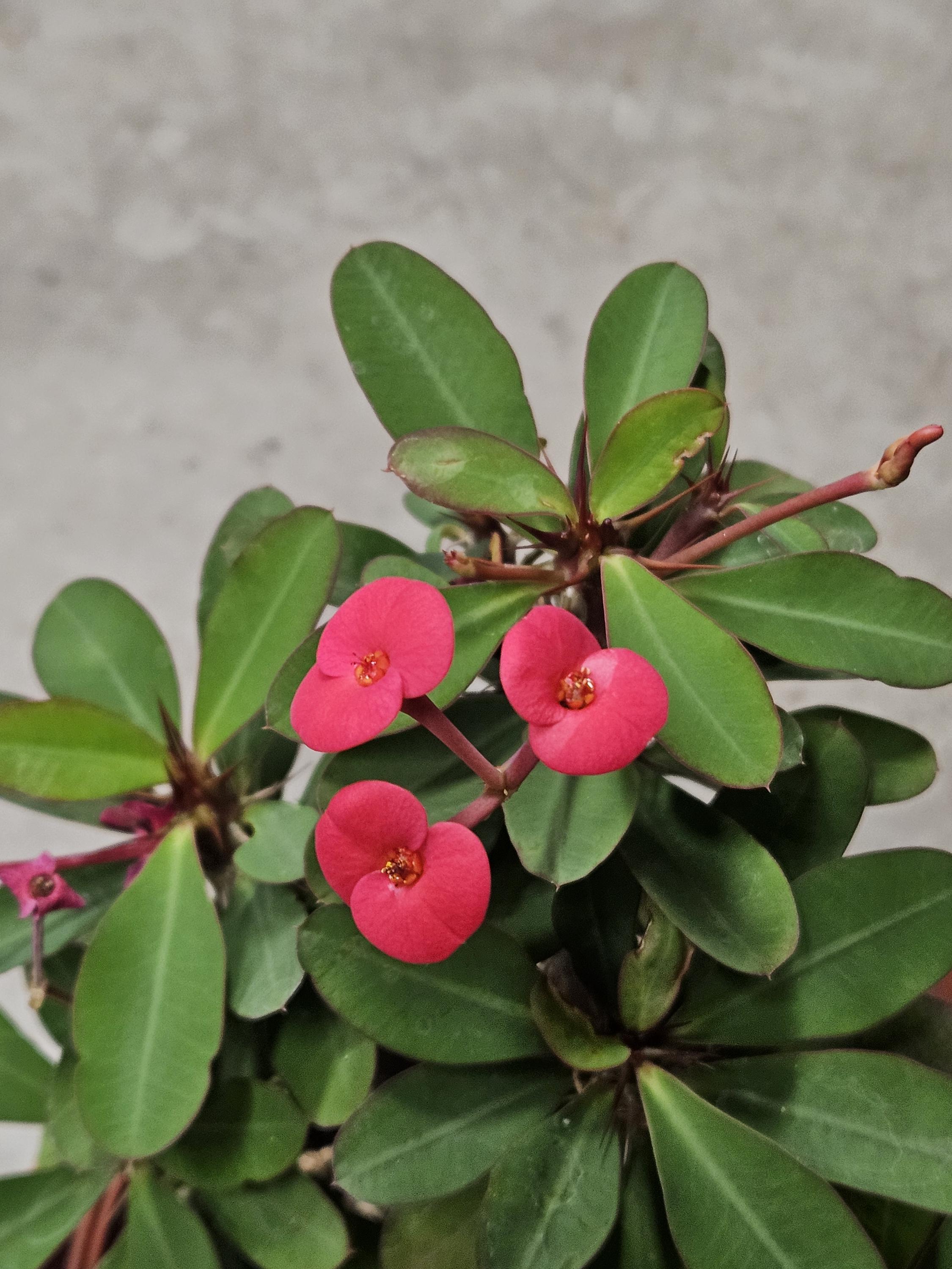 6" Crown of Thorns - Red Flowers