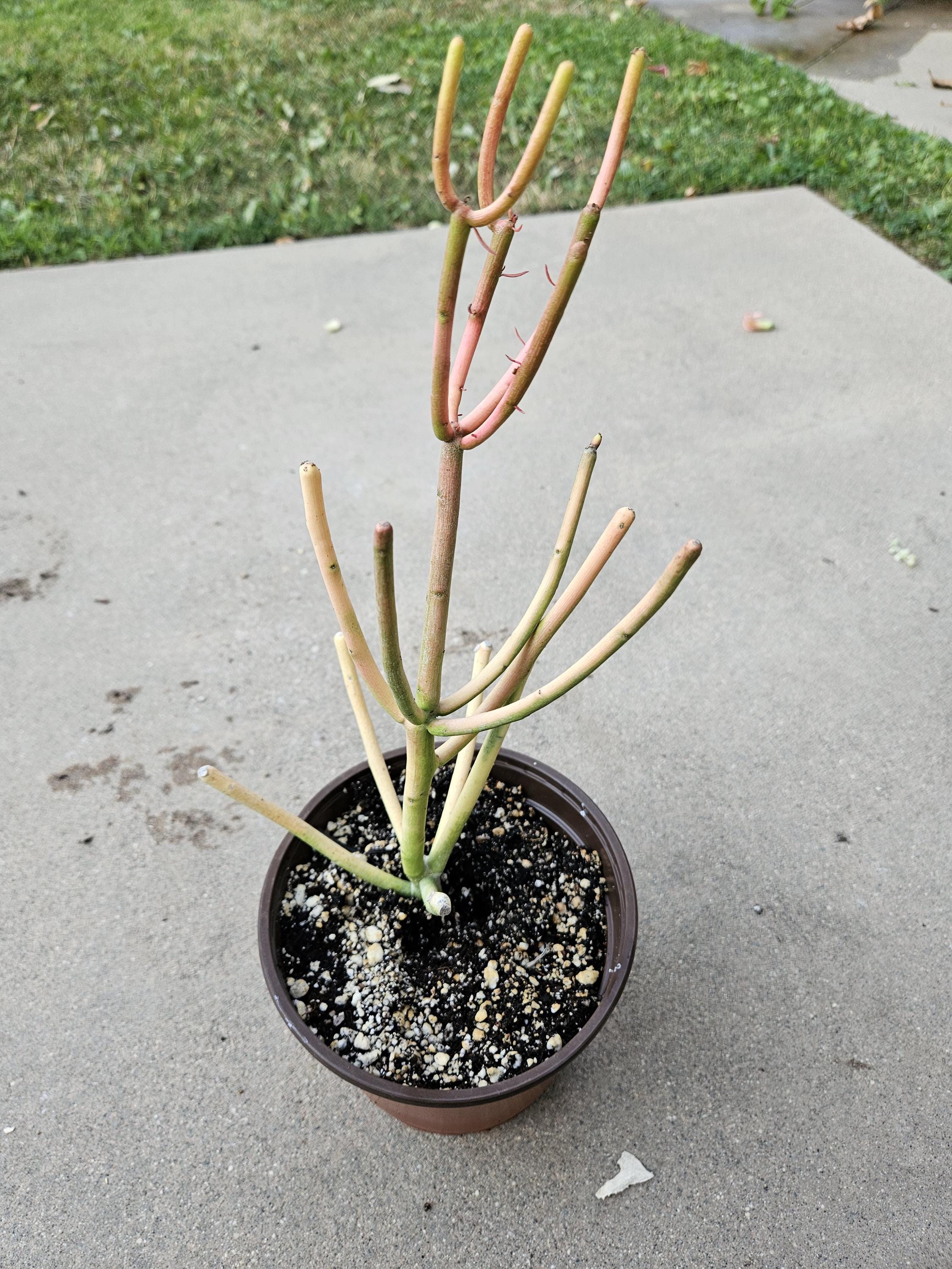 6" Euphorbia Tirucalli - Firesticks - Pencil Cactus