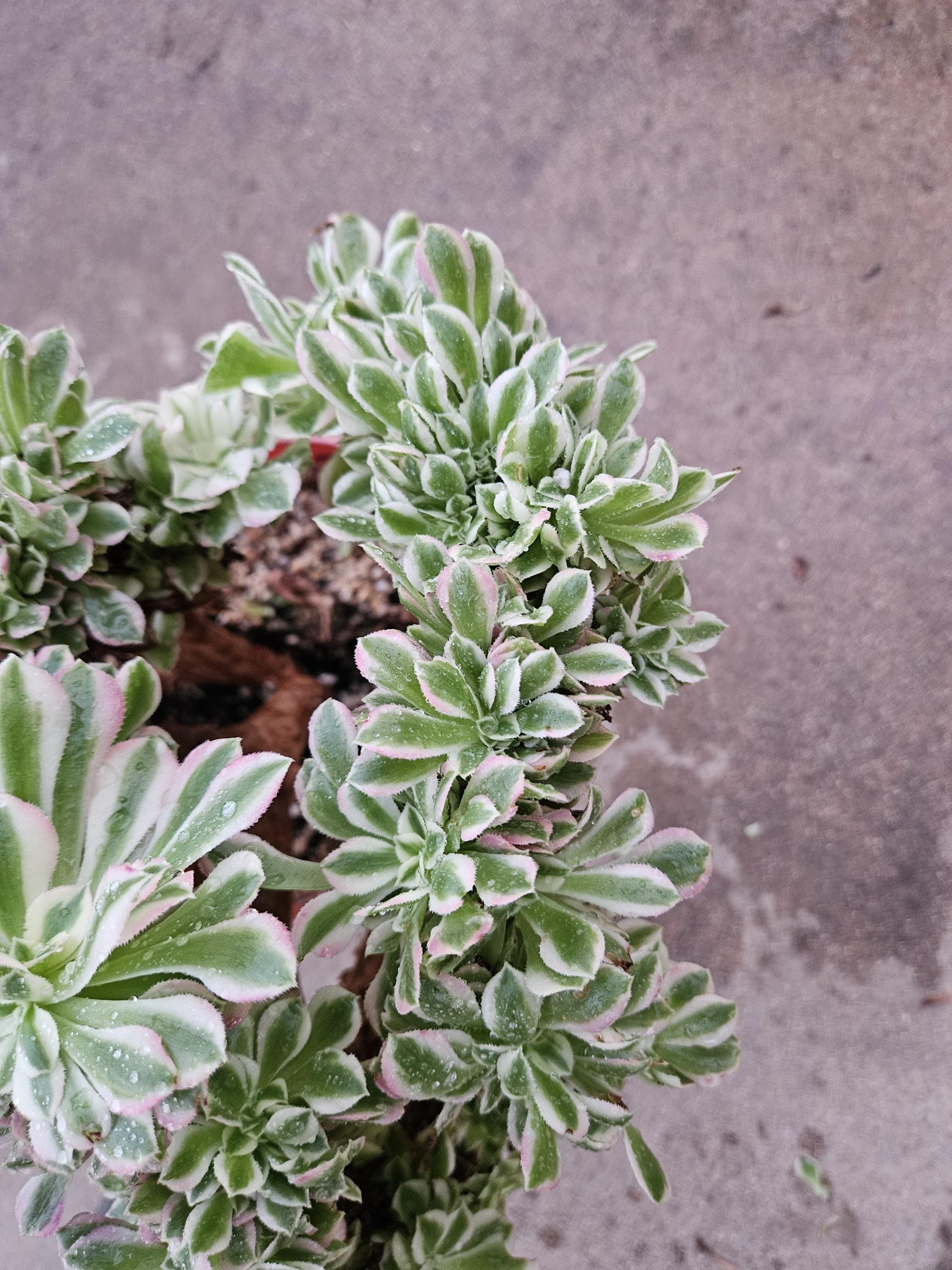 Rare Crested Pink Witch Aeonium Succulent - 8" Fasciated Plant