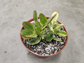6" Variegated Jade - Crassula Ovata Variegata