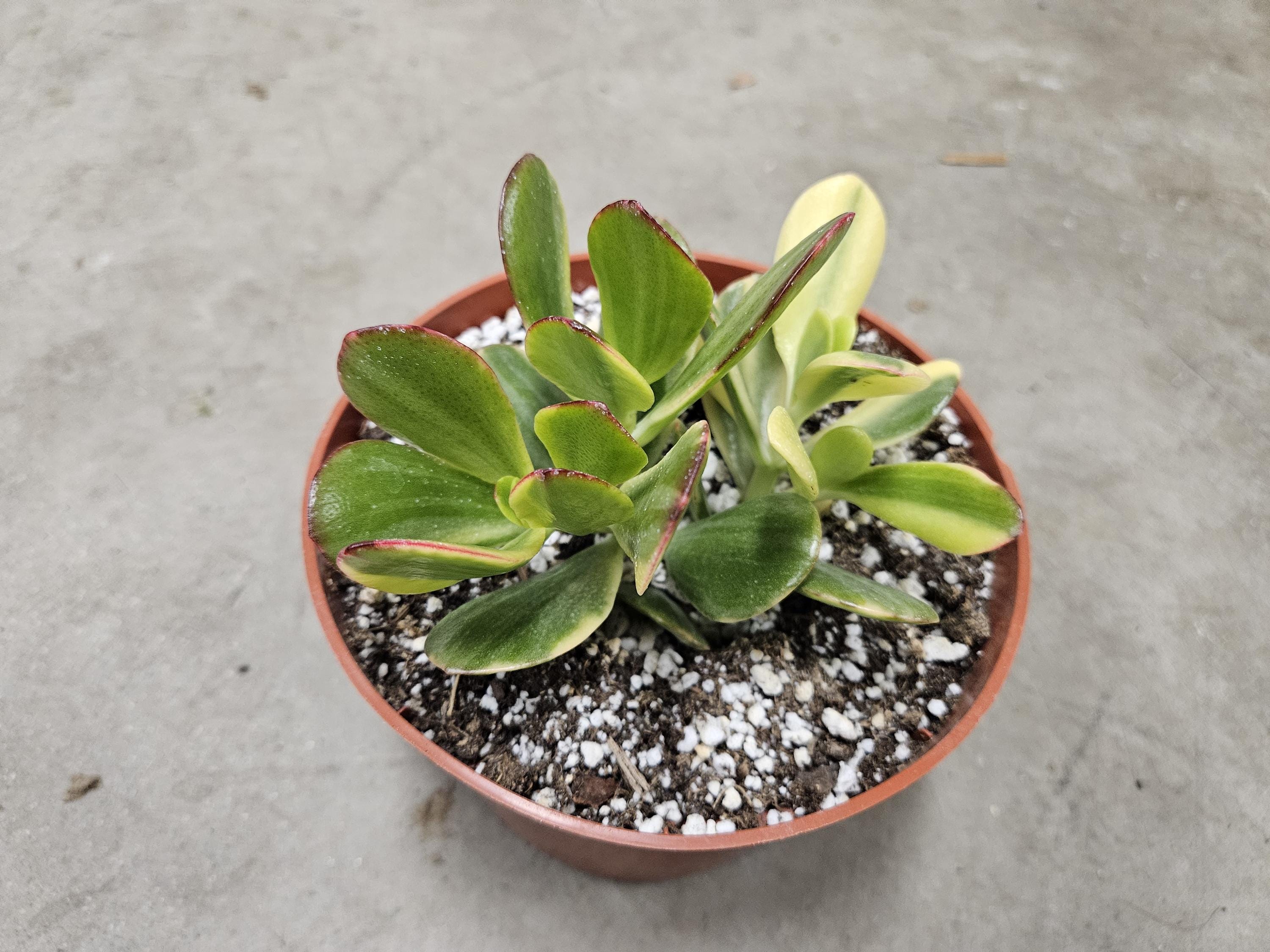 6" Variegated Jade - Crassula Ovata Variegata
