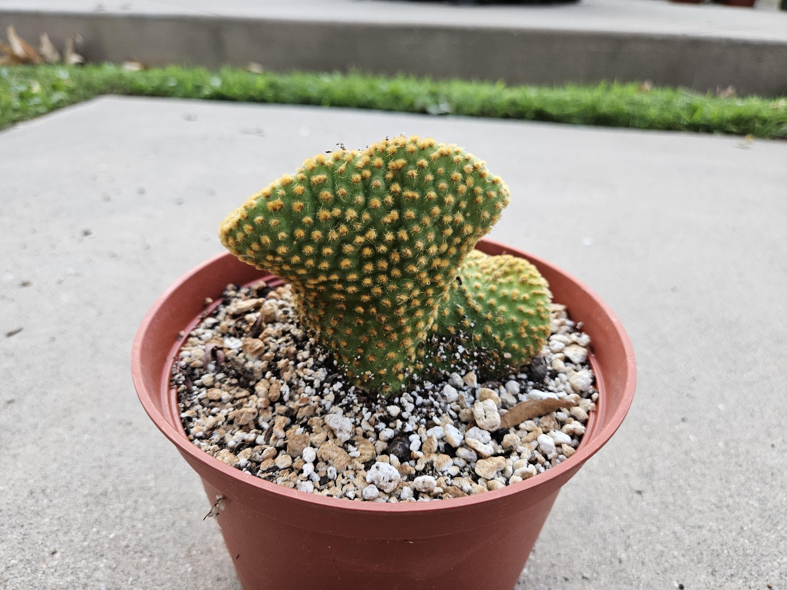 6" Opuntia Microdasys - Bunny Ears Cactus