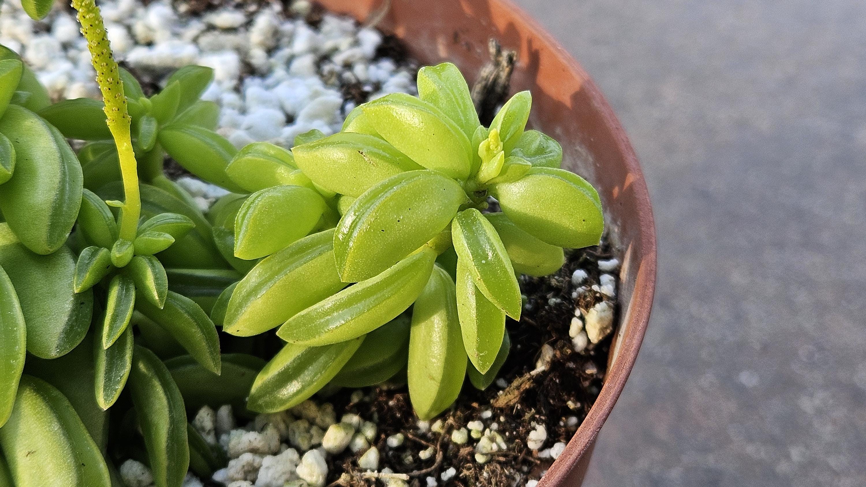 6" Peperomia dolabriformis - Prayer Pepper