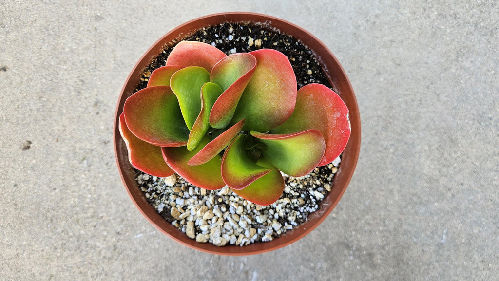6" Kalanchoe Dragonfire - Flapjack Kalanchoe - Bright Red