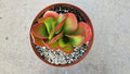 6" Kalanchoe Dragonfire - Flapjack Kalanchoe - Bright Red