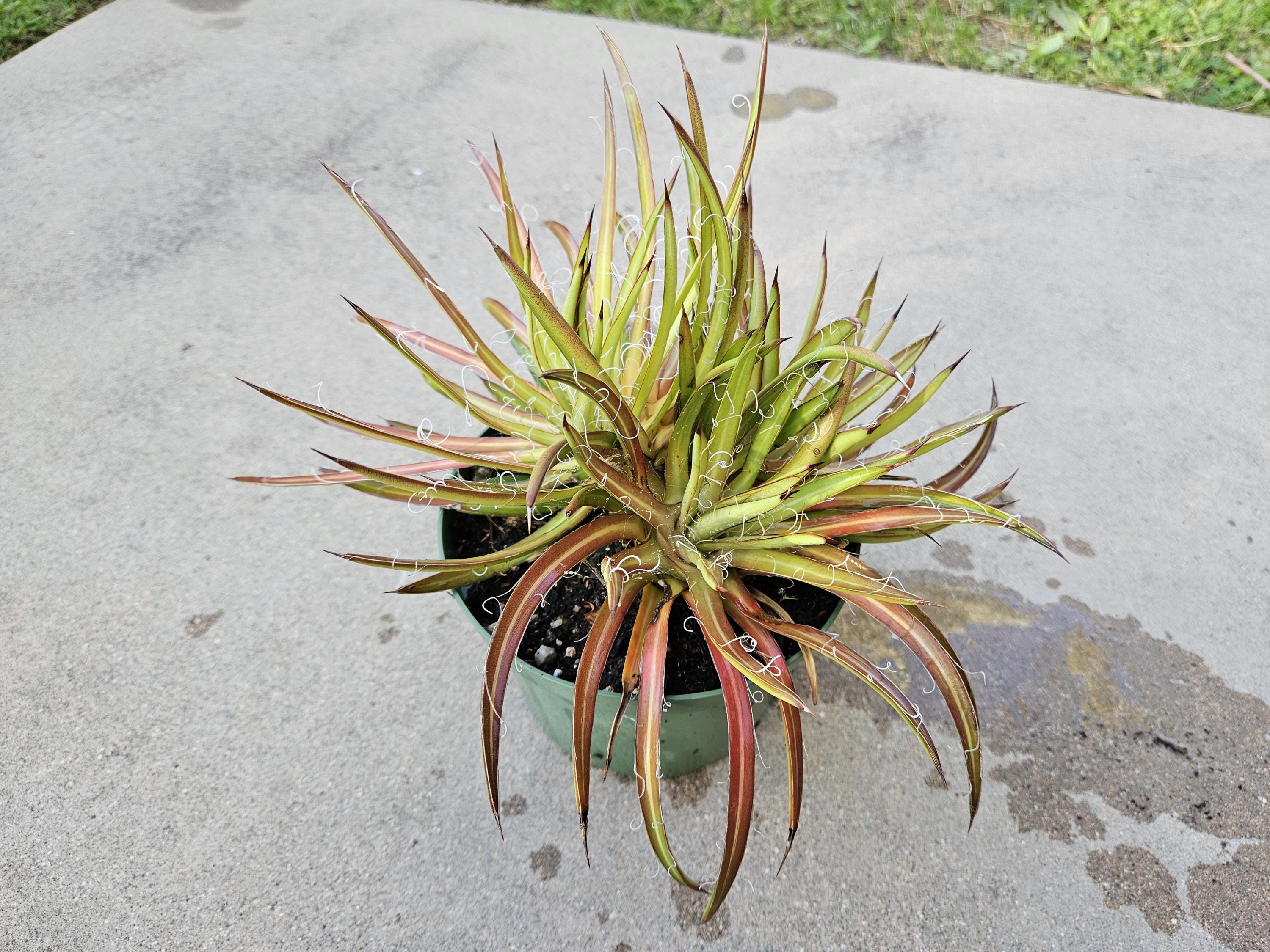6" Small Flower Agave